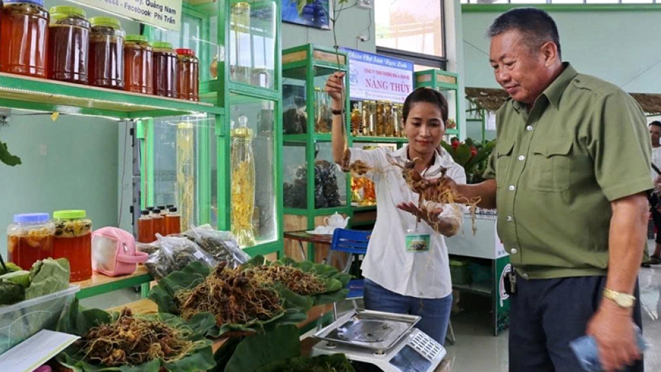 Da Nang postpones Ngoc Linh Ginseng International Festival to 2026